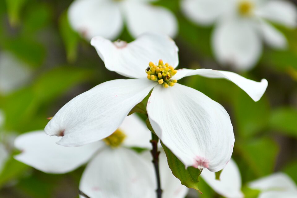 Flora dogwood nature