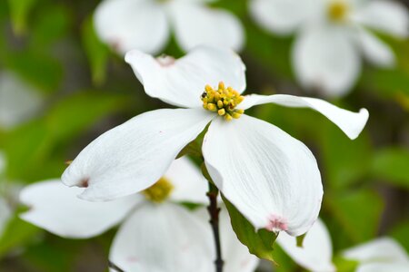 Flora dogwood nature