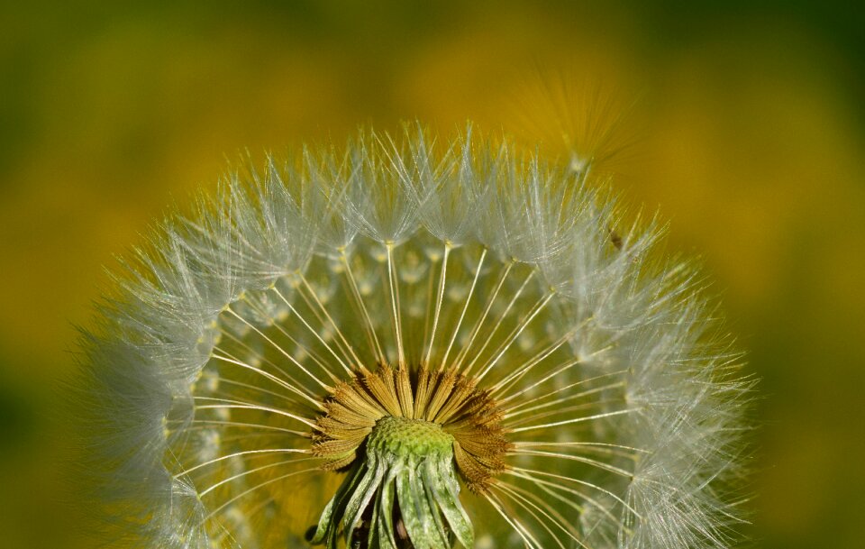 Plant close up seeds