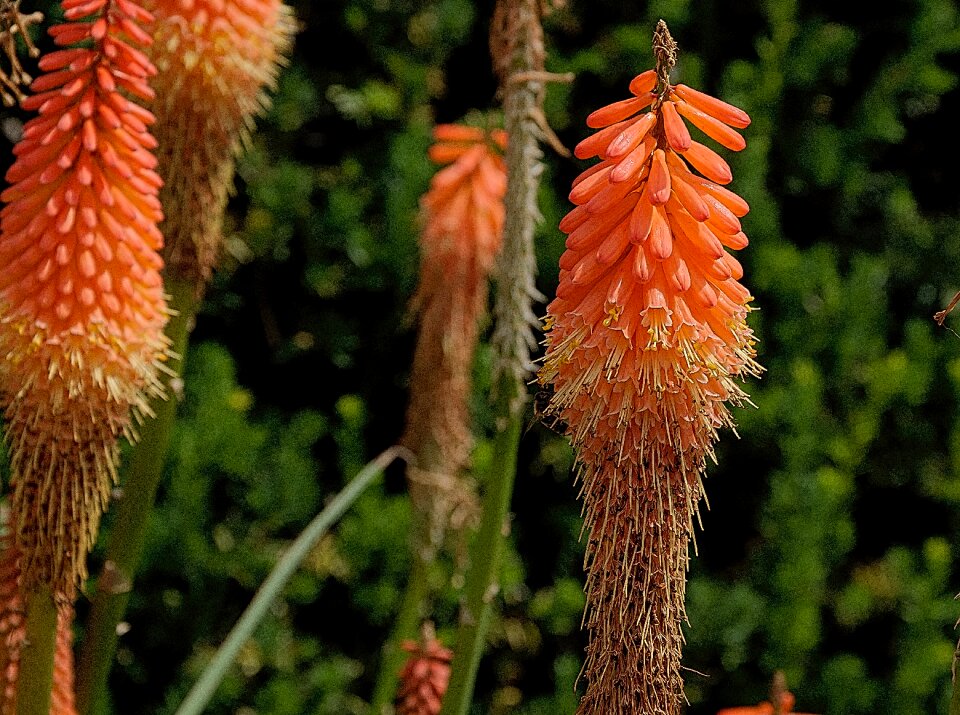 Blossom bloom bright
