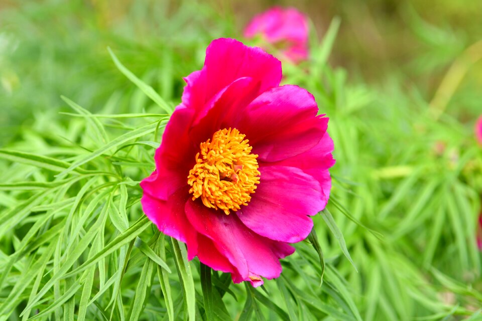 Flora peony nature