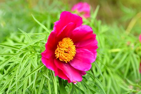 Flora peony nature