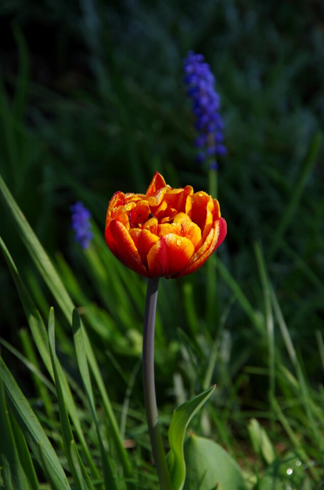 Plant spring tulip
