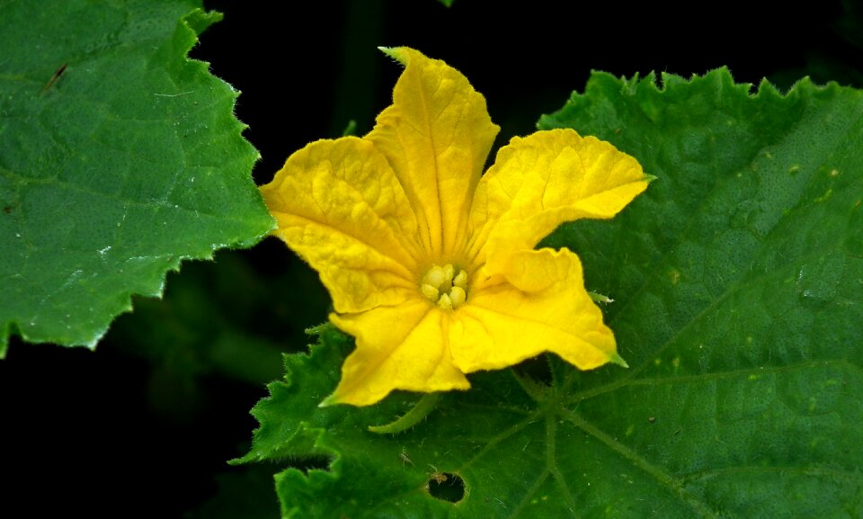 Closeup natural cucumber garden