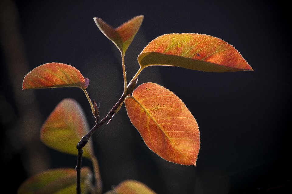 Nature leaves colorful