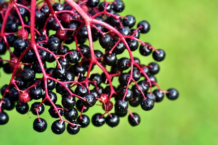 Elderberries black red photo