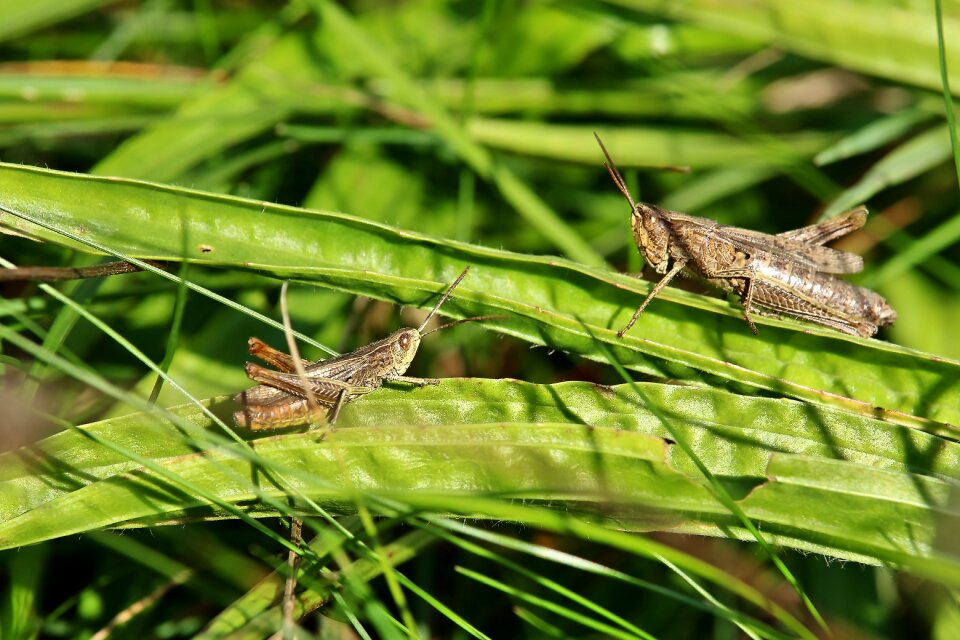 Green nature animal photo