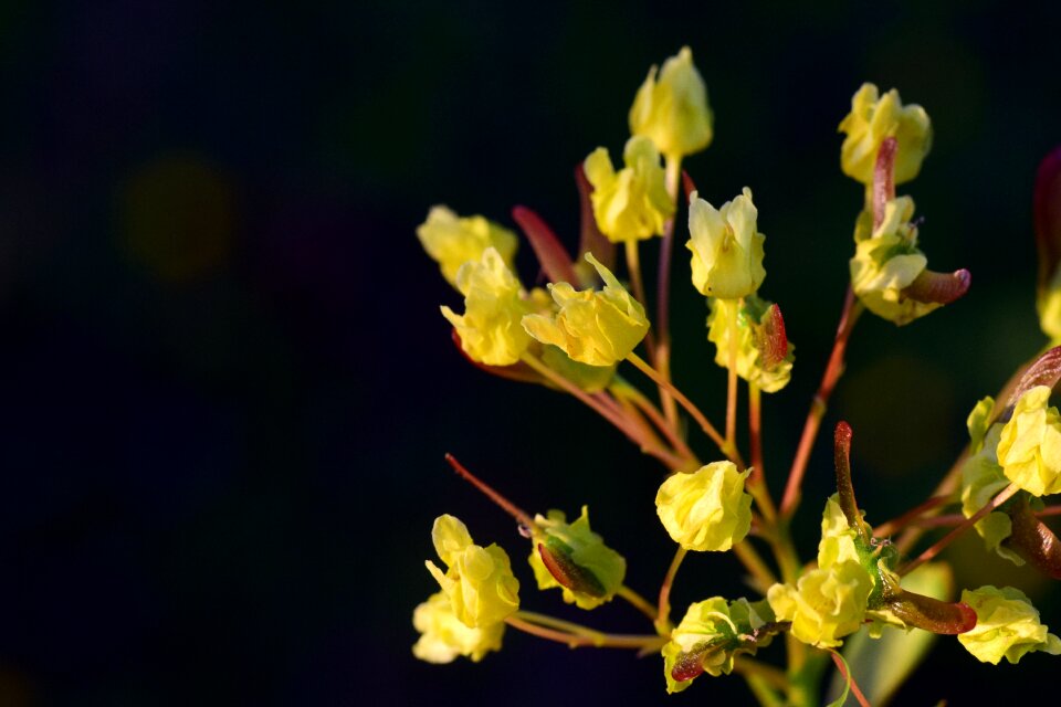 Maple blossom spring awakening