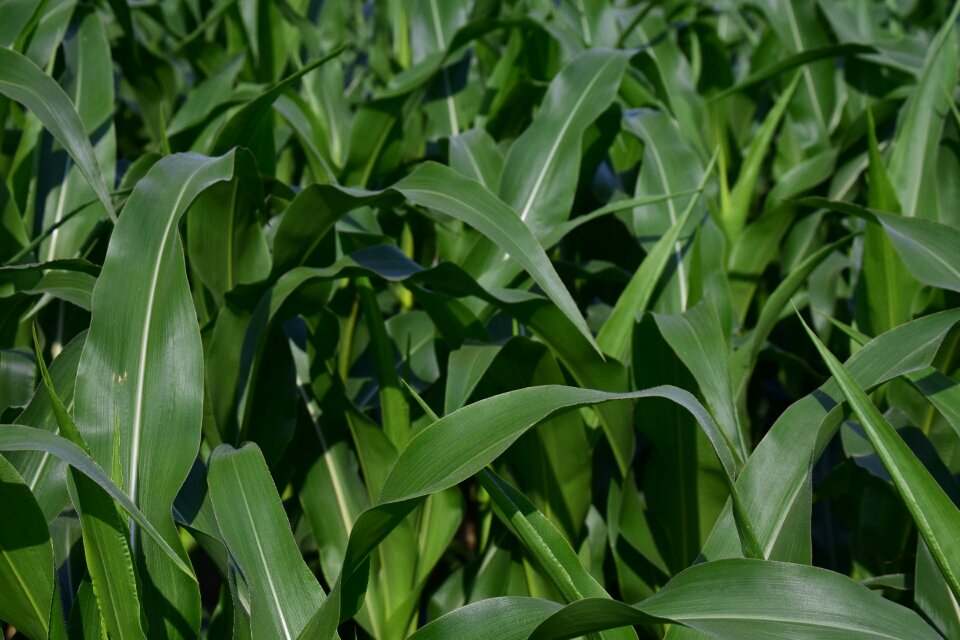 Close up agriculture field
