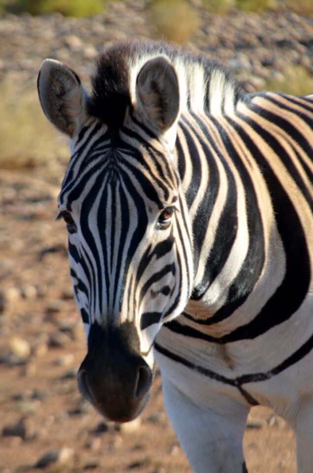Wildlife wild safari