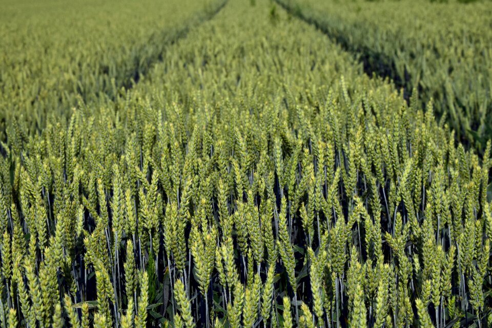 Spike cornfield field