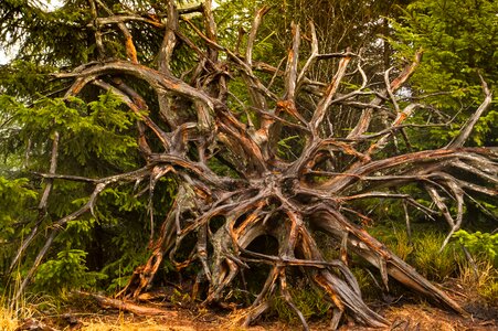 Rooted tree trunk storm wood
