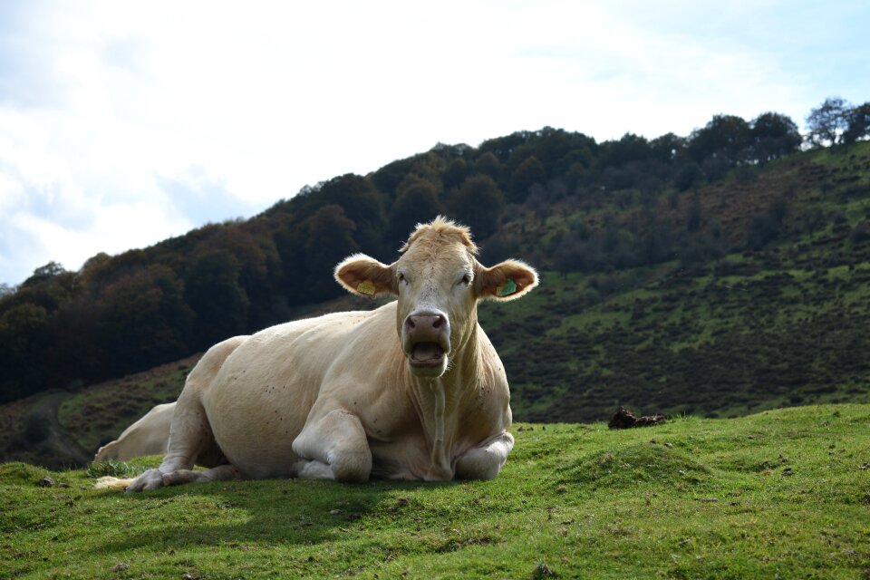 Cow livestock animal husbandry