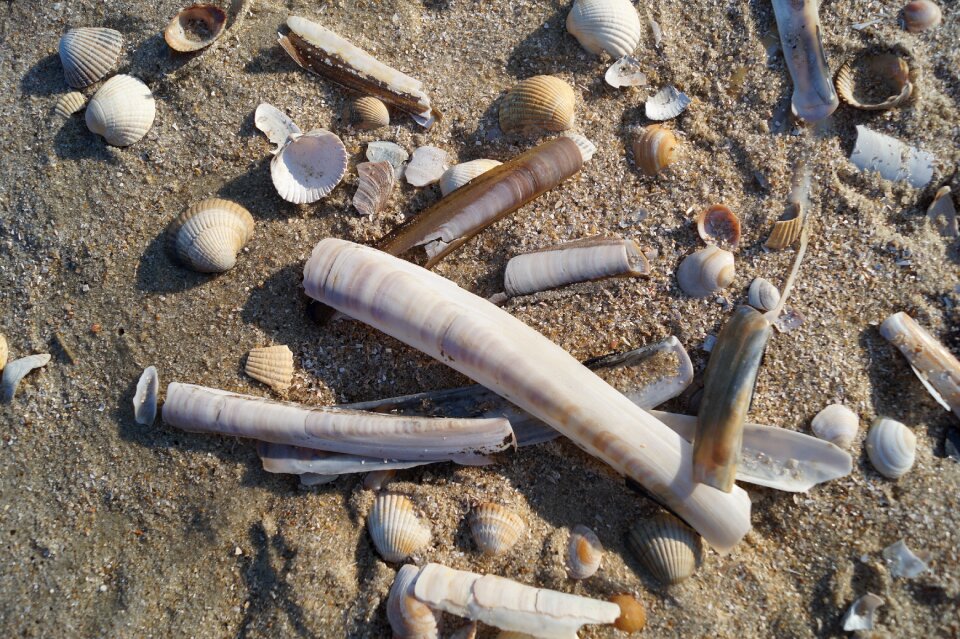 Sea coast sword-shaped shell