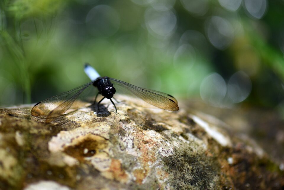 Nature wings dragonflies