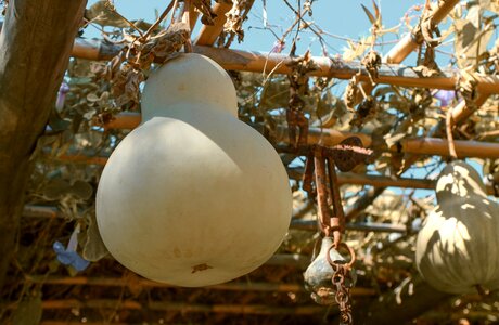 Climber plant depend cucurbitaceae