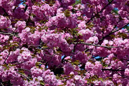 Cherry tree pink flowers
