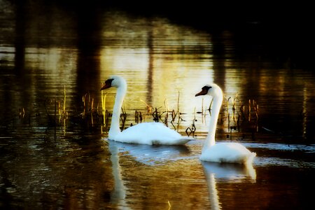 Bird nature lake