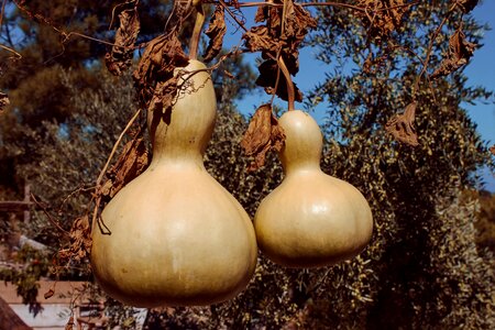 Climber plant depend cucurbitaceae