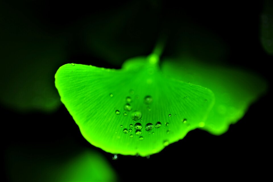 Wedding website ginkgo leaf green