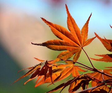 New leaf autumn photo