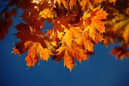 Autumn leaf maple