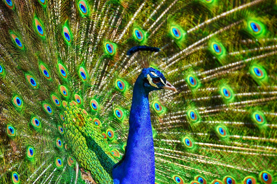 Poultry feather animal photo