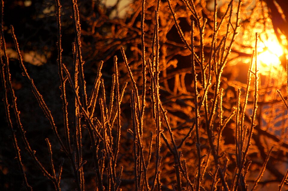 Frost cold wood