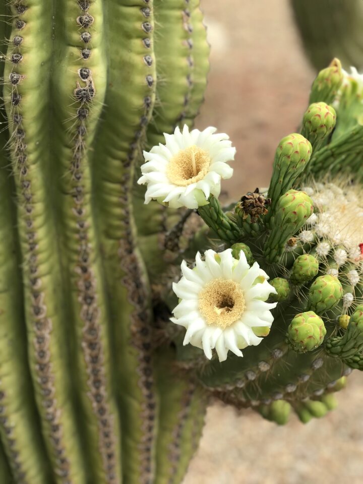 White desert nature