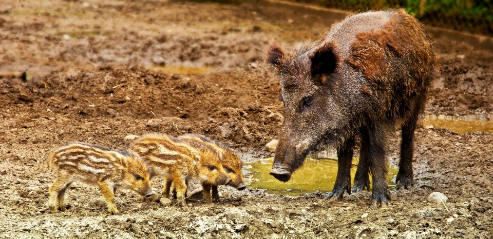 Small boar family family of wild boars photo