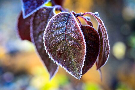 Autumn nature leaves