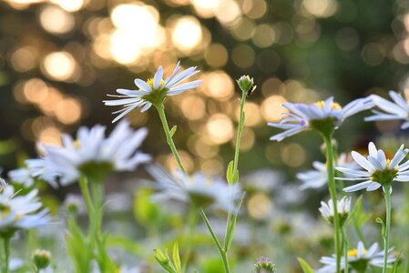 Flower garden bloom flowers