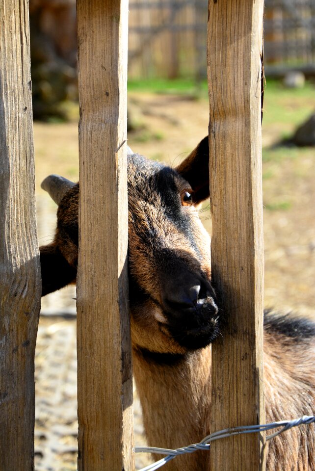 Horns domestic goat farm