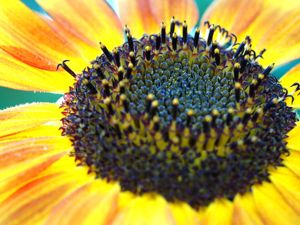Flower summer blossom