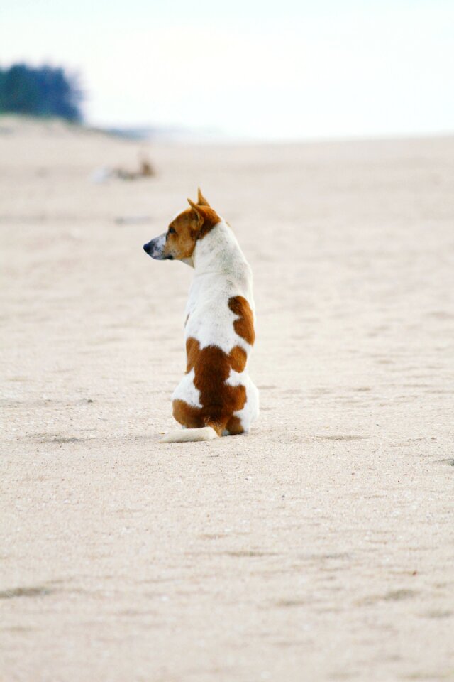 Pet cute canine