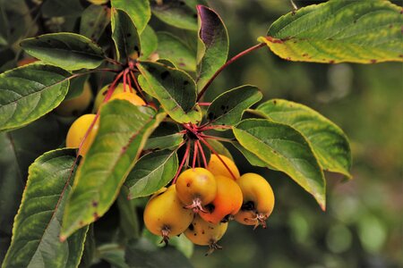 Plants autumn fruiting