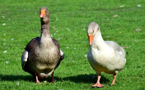 Poultry animal bio photo