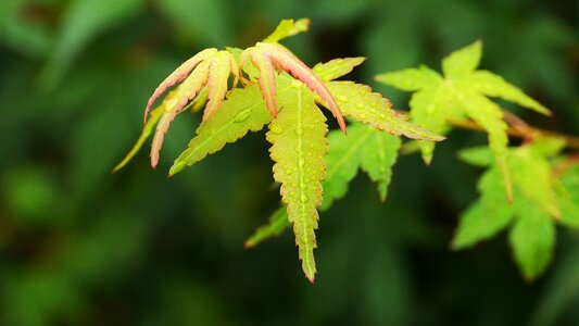 The leaves autumn maple photo