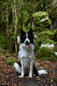 Pets cute border collie photo