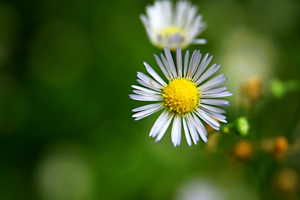 Summer nature in bloom photo