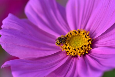 Bloom flower plant