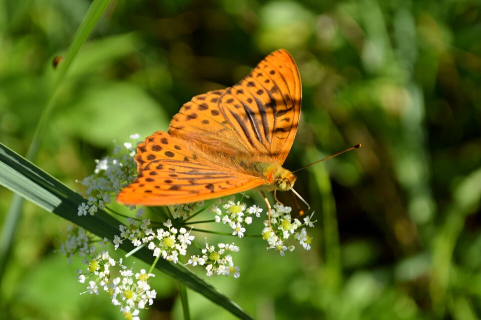 Insects nature butterflies