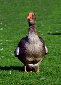 Poultry animal bio photo