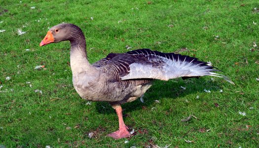 Poultry animal bio photo