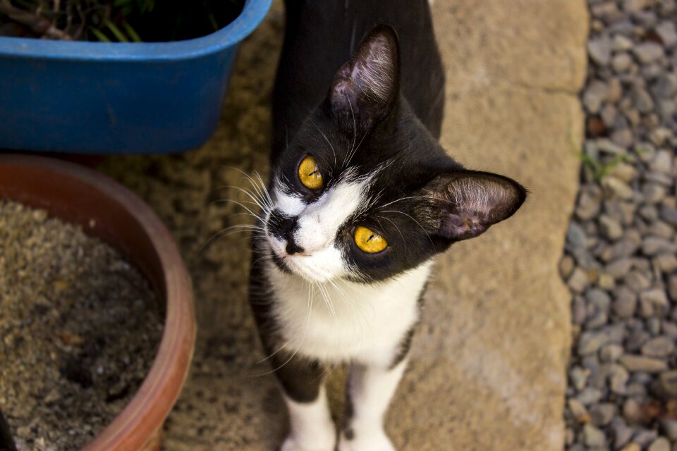 Portrait pets kitty