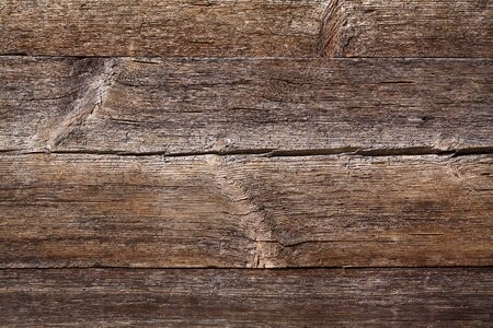 Old woods background