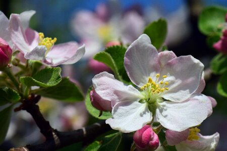 Bloom apple blossom flower photo