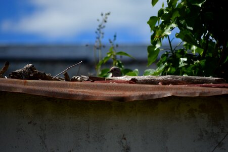 Barn nest animals