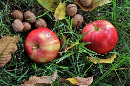 Mature foliage apples