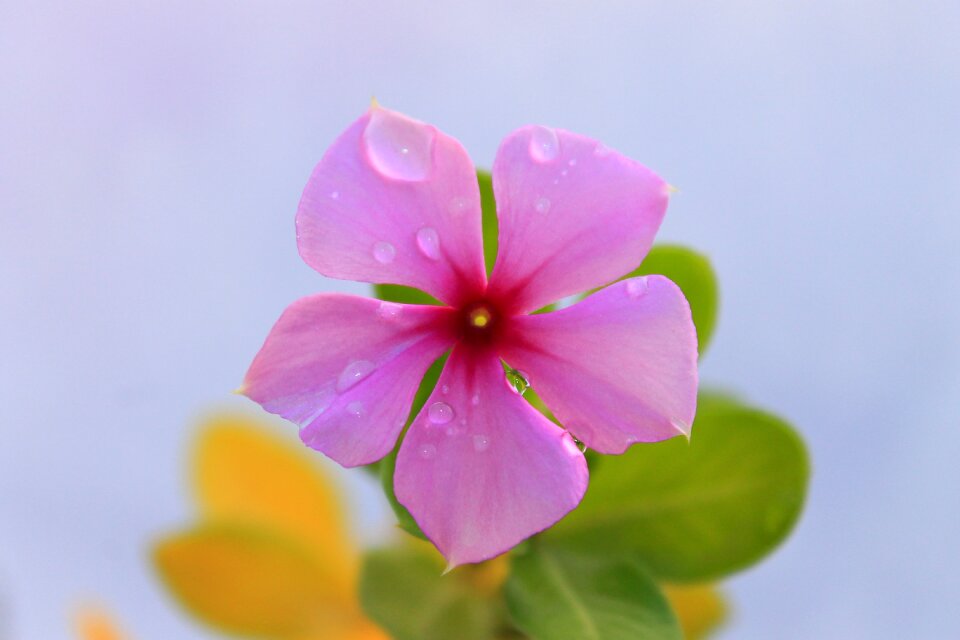 Macro nature pink rose
